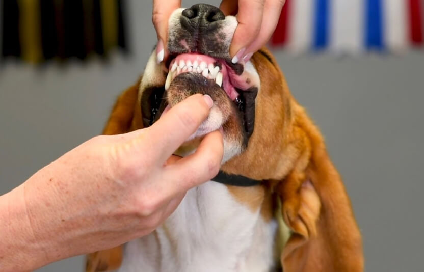 хозяин смотрит собаке в зубы